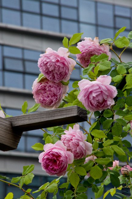 DSC_0038b.jpg