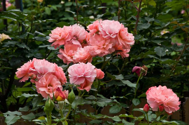 DSC_0051b.jpg