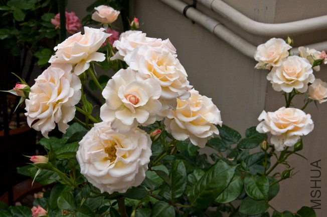 DSC_0055b.jpg