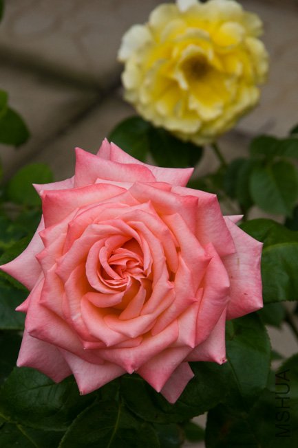 DSC_0054b.jpg