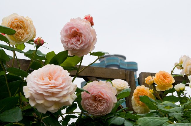 DSC_0067b.jpg