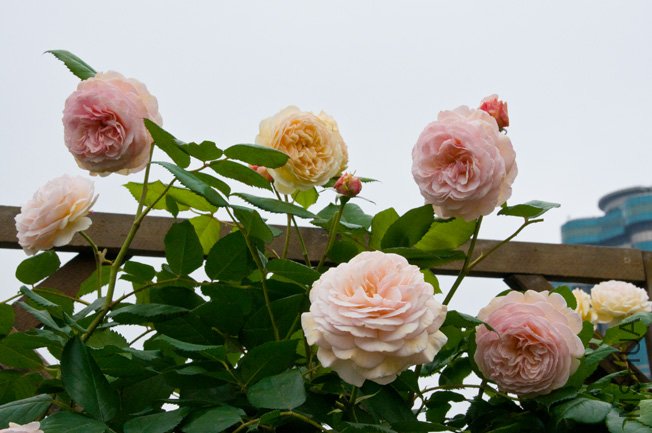 DSC_0068b.jpg