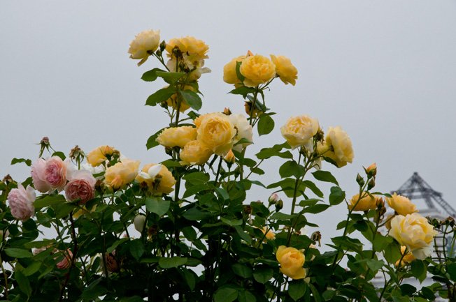 DSC_0070b.jpg