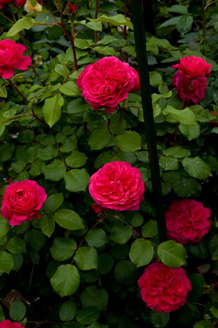 DSC_0076b.jpg