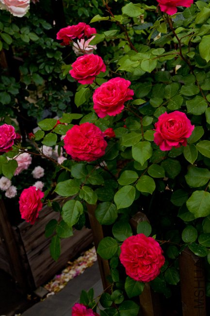 DSC_0077b.jpg