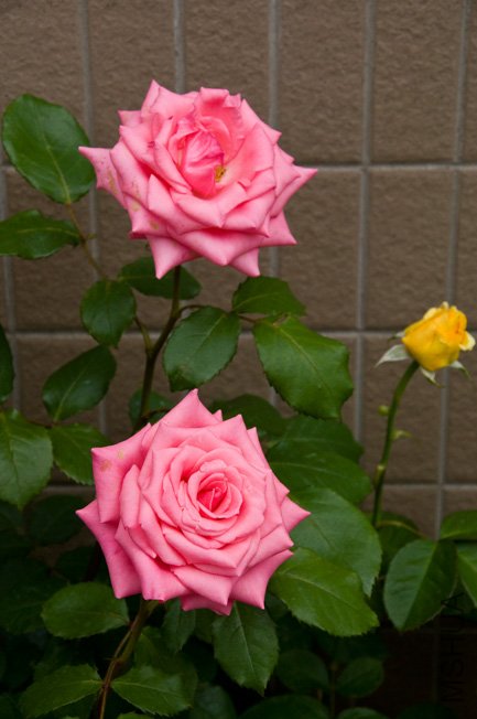 DSC_0086b.jpg