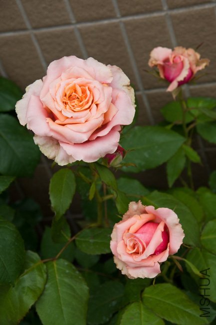 DSC_0087b.jpg