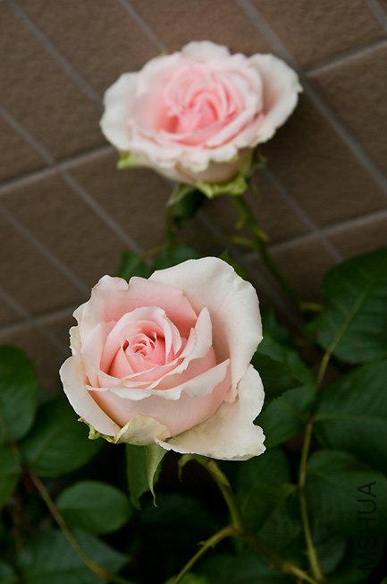 DSC_0088b.jpg