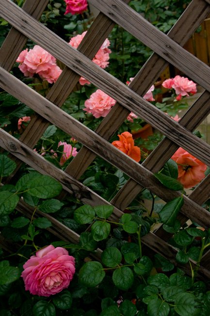 DSC_0094b.jpg