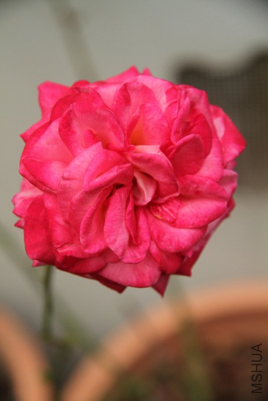 IMG_3746.JPG