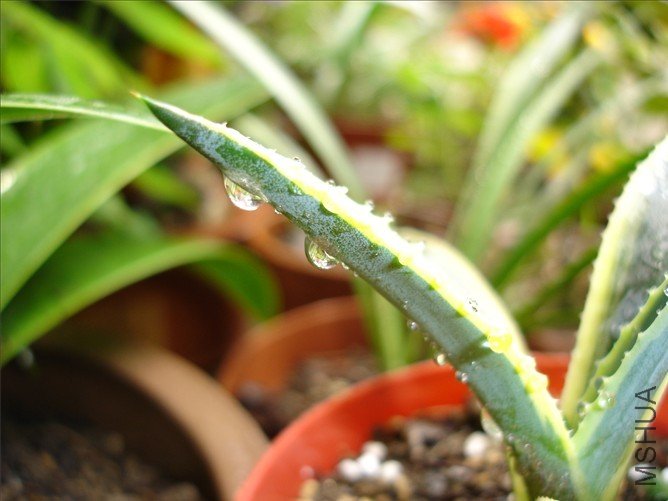 ������ ˮ��.jpg