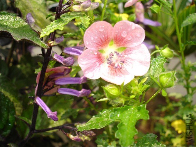 Ī��޹  Сľ��.jpg