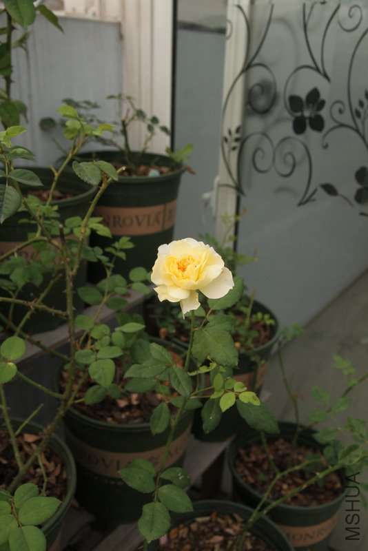 IMG_3776.JPG