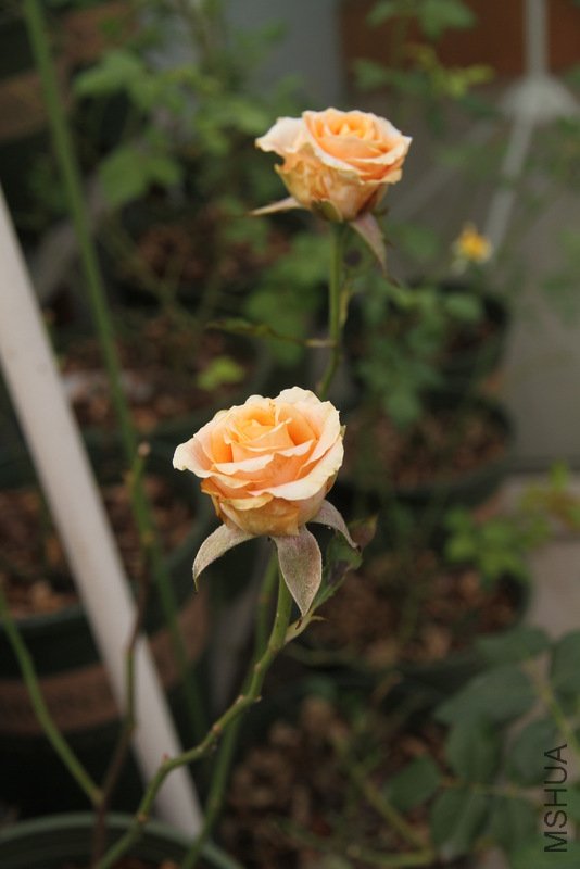 IMG_3777.JPG