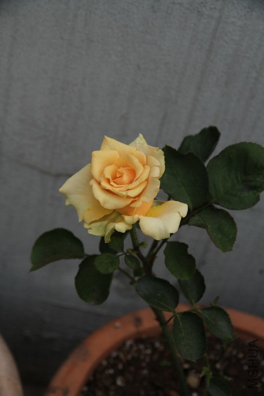 IMG_3779.JPG