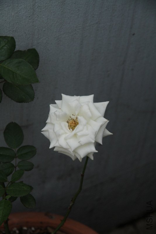 IMG_3780.JPG