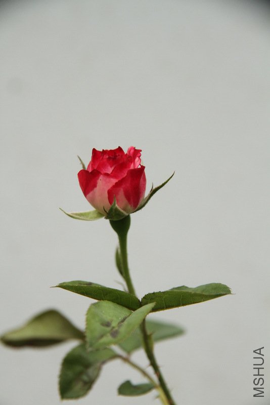 IMG_3748.JPG
