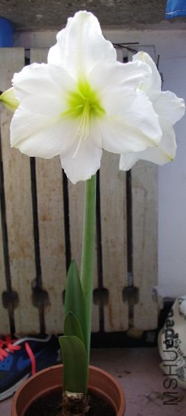 77.JPG