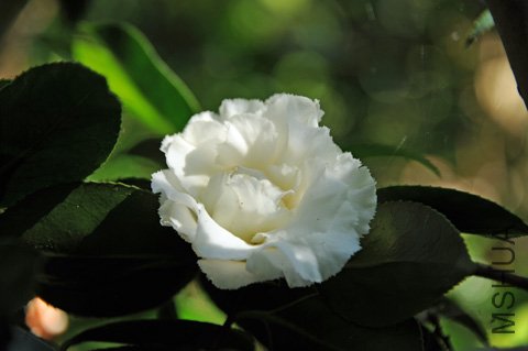 DSC_3677_edited-1.jpg