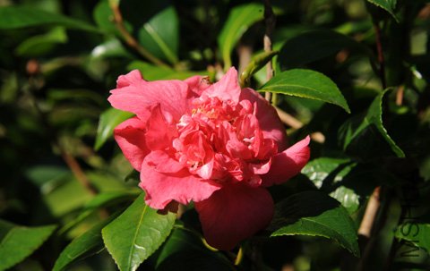 DSC_3676_edited-1.jpg