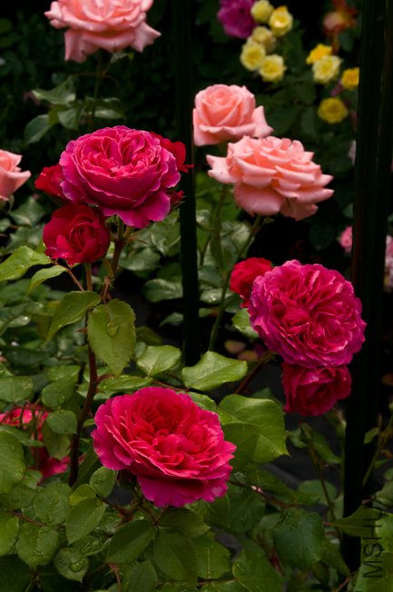 DSC_0007b.jpg