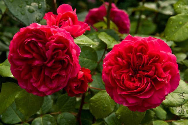 DSC_0008b.jpg