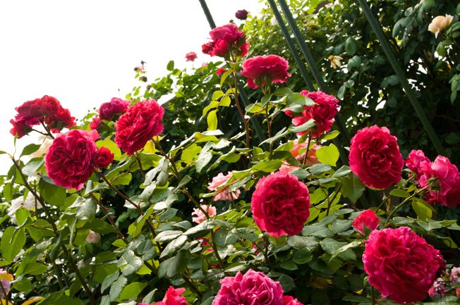 DSC_0010b.jpg