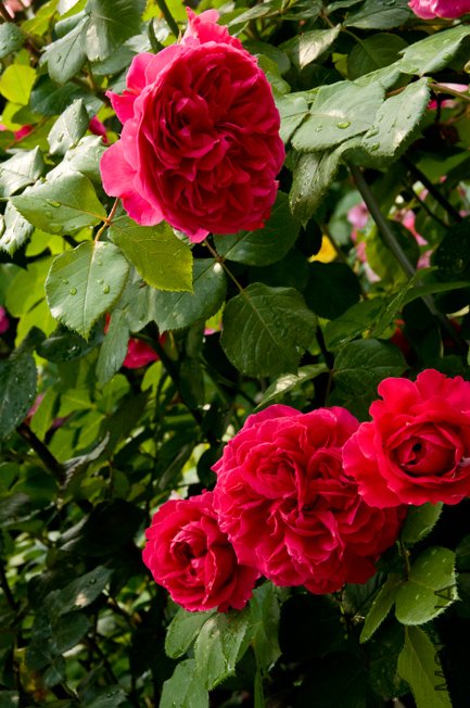 DSC_0011b.jpg
