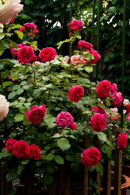 DSC_0017b.jpg