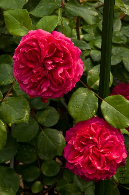 DSC_0023b.jpg