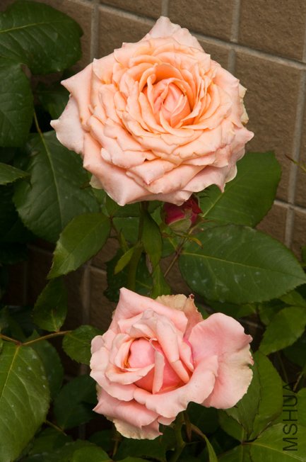 DSC_0025b.jpg