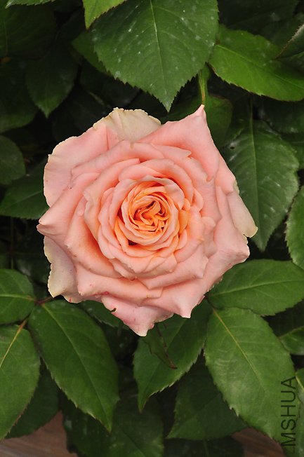 DSC_0026b.jpg