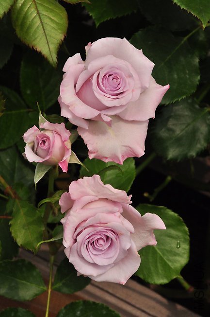 DSC_0028b.jpg