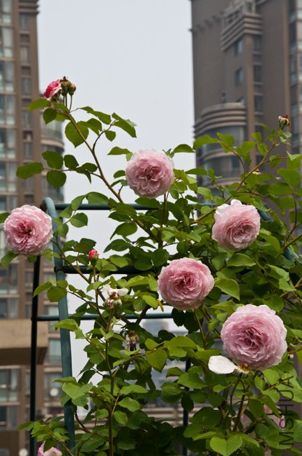 DSC_0022b.jpg