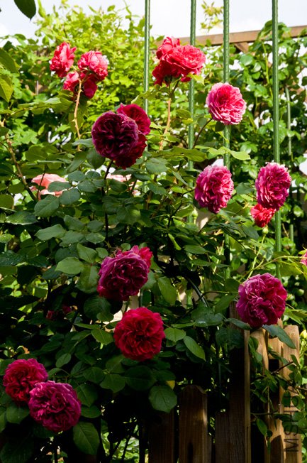 DSC_0074b.jpg