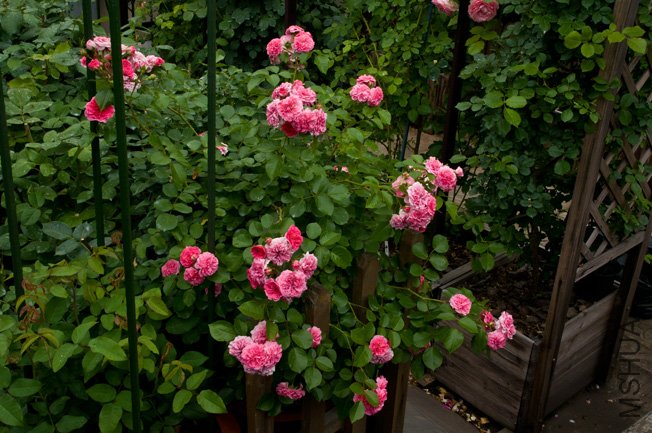 DSC_0085b.jpg