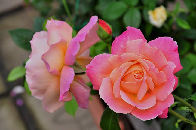 DSC_0063b.jpg