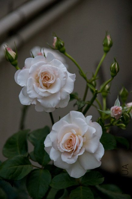 DSC_0023b.jpg