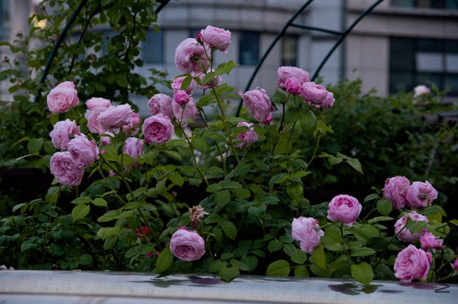DSC_0017b1.jpg