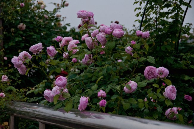 DSC_0026b.jpg