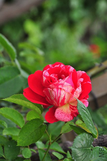 DSC_0065b.jpg