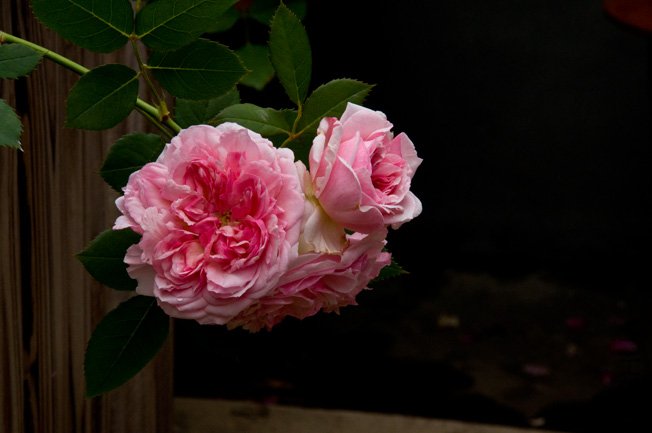 DSC_0082b.jpg