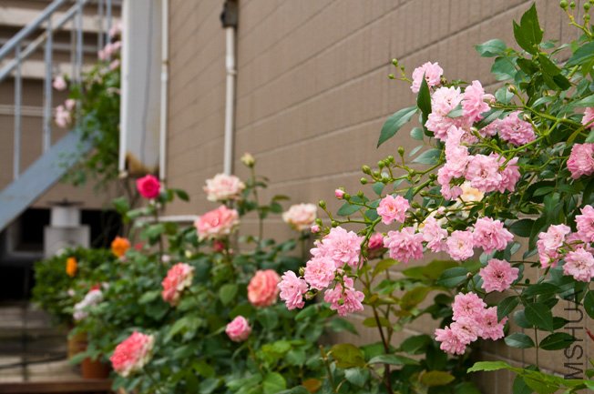 DSC_0067b.jpg