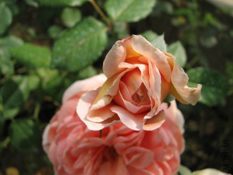 ������С IMG_2397.jpg