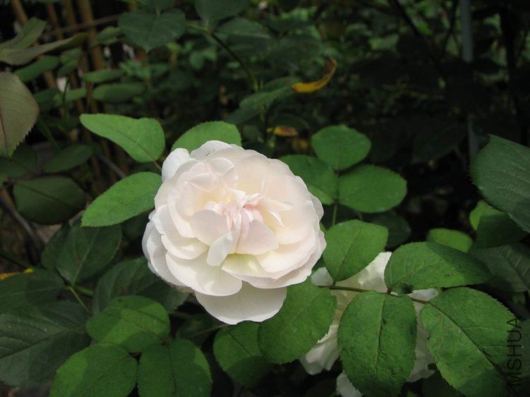 ������С IMG_2413.jpg