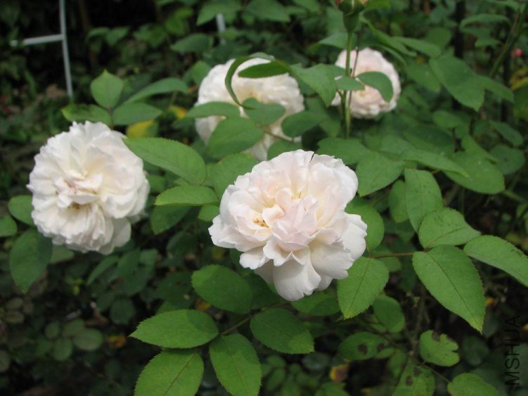 ������С IMG_2414.jpg