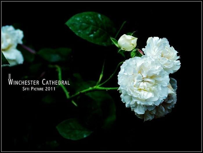 ������С �³�˹�� (1).jpg