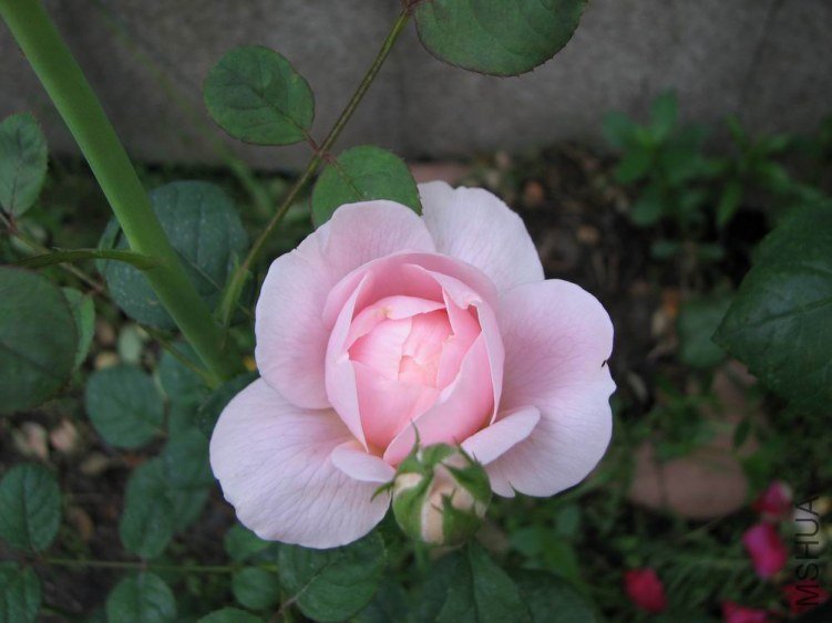 ������С IMG_2343.jpg