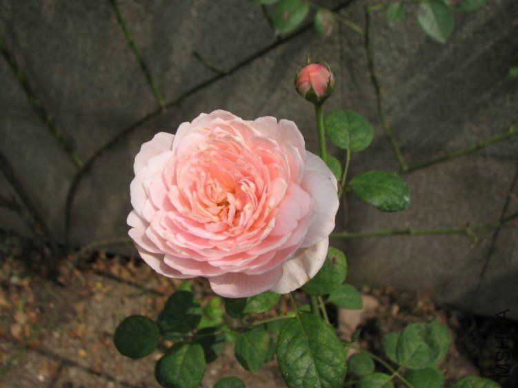 ������С IMG_2398.jpg