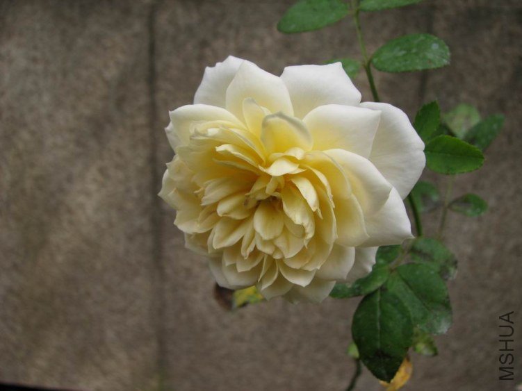 ������С IMG_2401.jpg